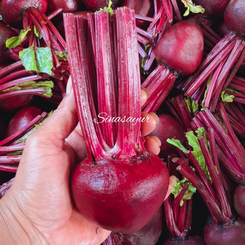 

Buah Bit /Beetroot Kualitas Super Termurah 1kg