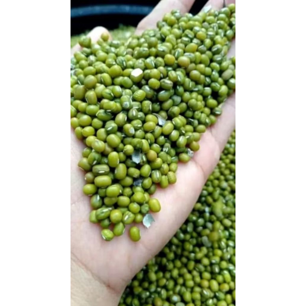 

kacang hijau kualitas super br panen
