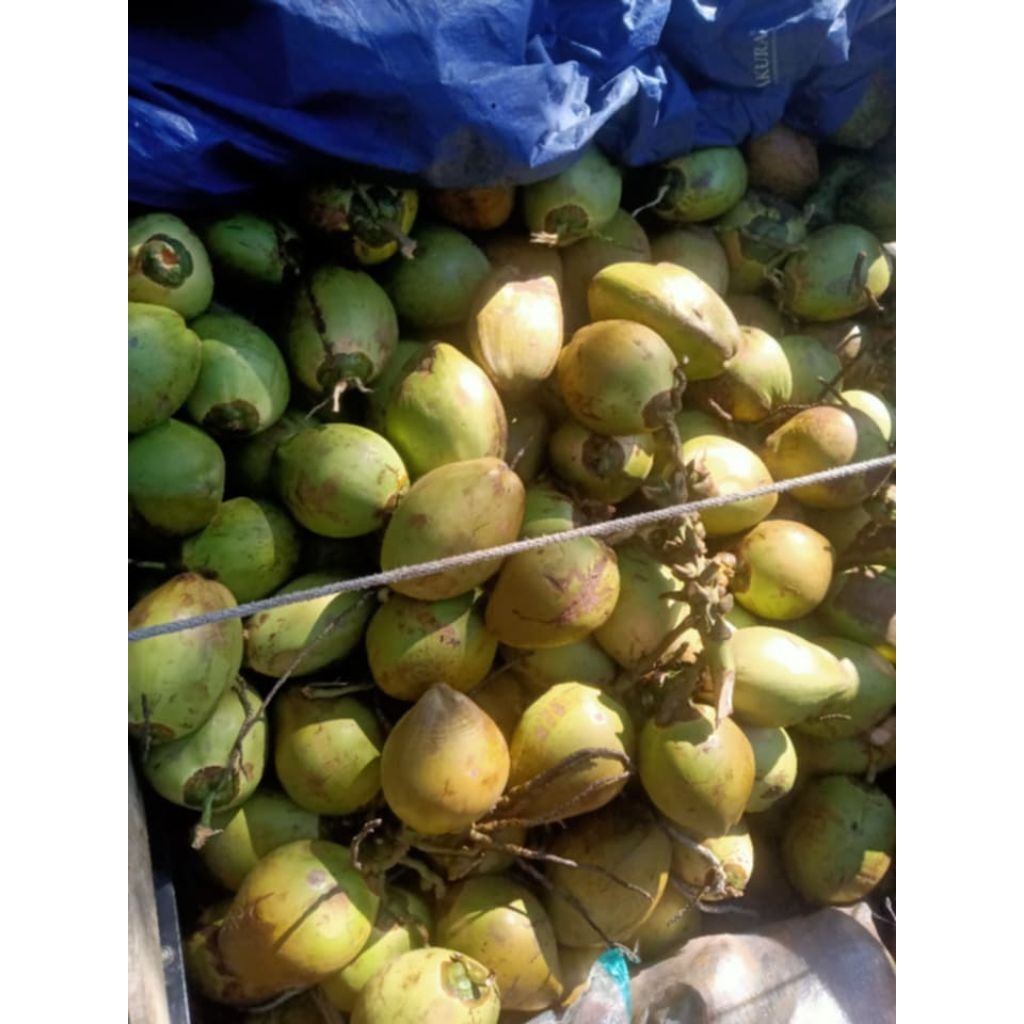 

kelapa muda kupas segar nikmat