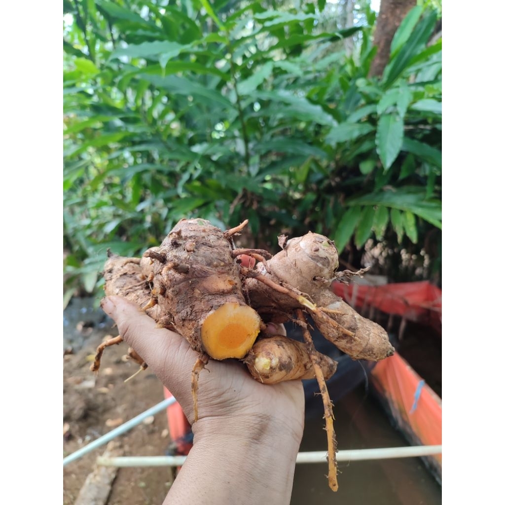 

rimpang temulawak segar sukabumi/bahan obat alami/rimpang herbal alami