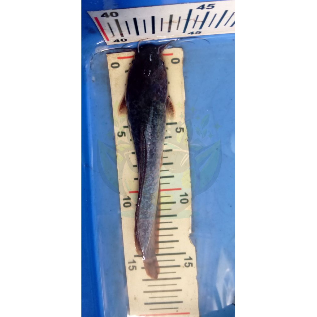 Bibit ikan lele sangkuriang 15-18 cm paket hemat/bibit ikan lele pahe/bibit lele ecer/bibit lele san