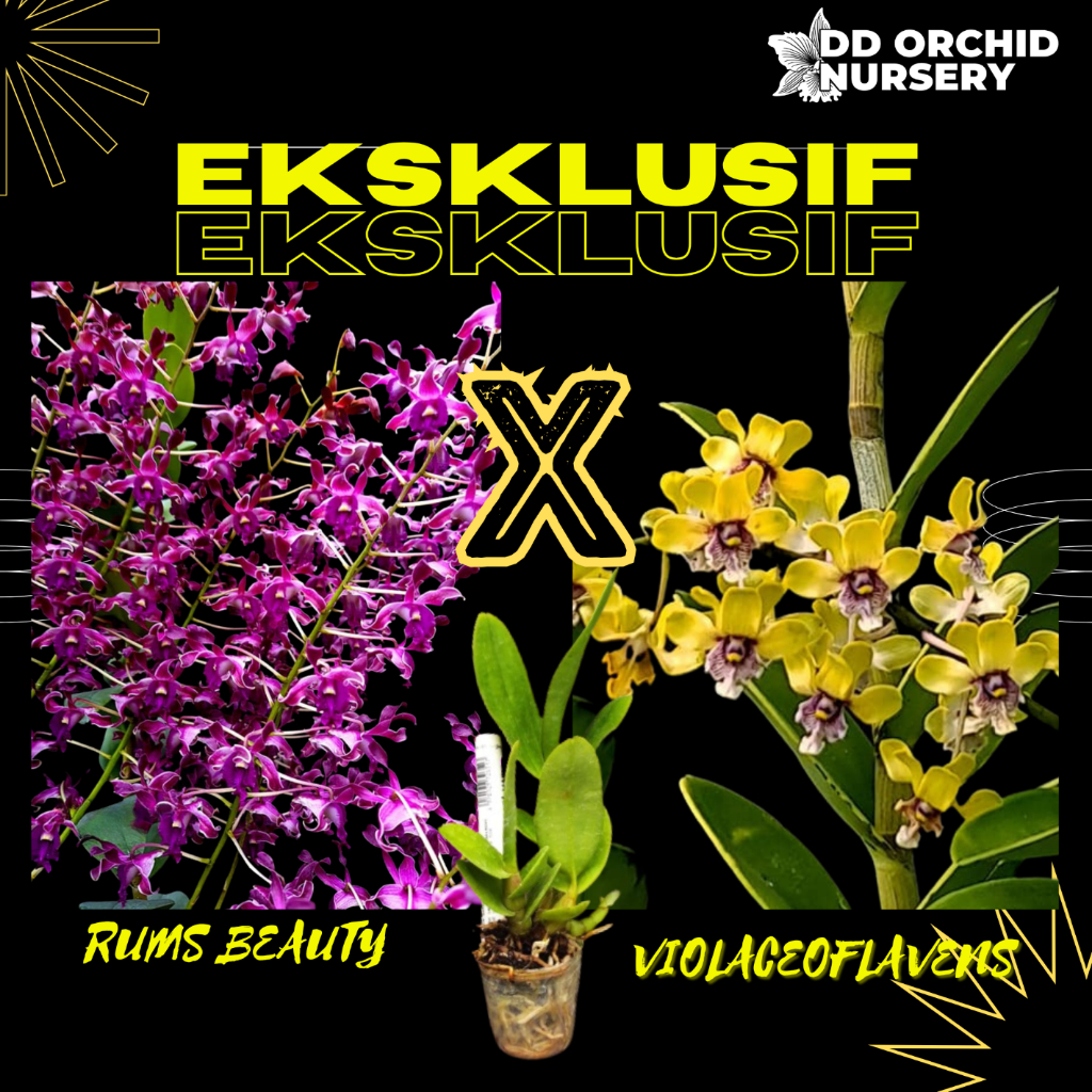DD Orchid Seedling Anggrek Dendrobium Rums Beauty x Den. violaceoflavens