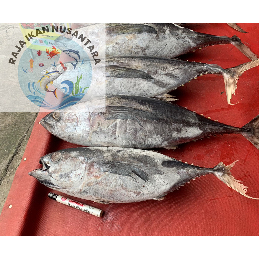 

IKAN TUNA SEGAR UTUH DAN FILLET 1KG