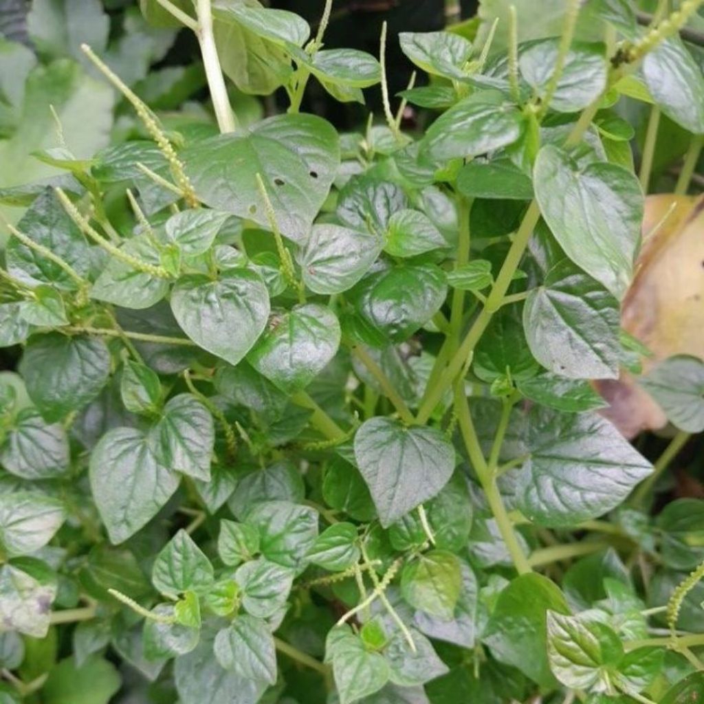 

daun sirih cina segar 1 kg