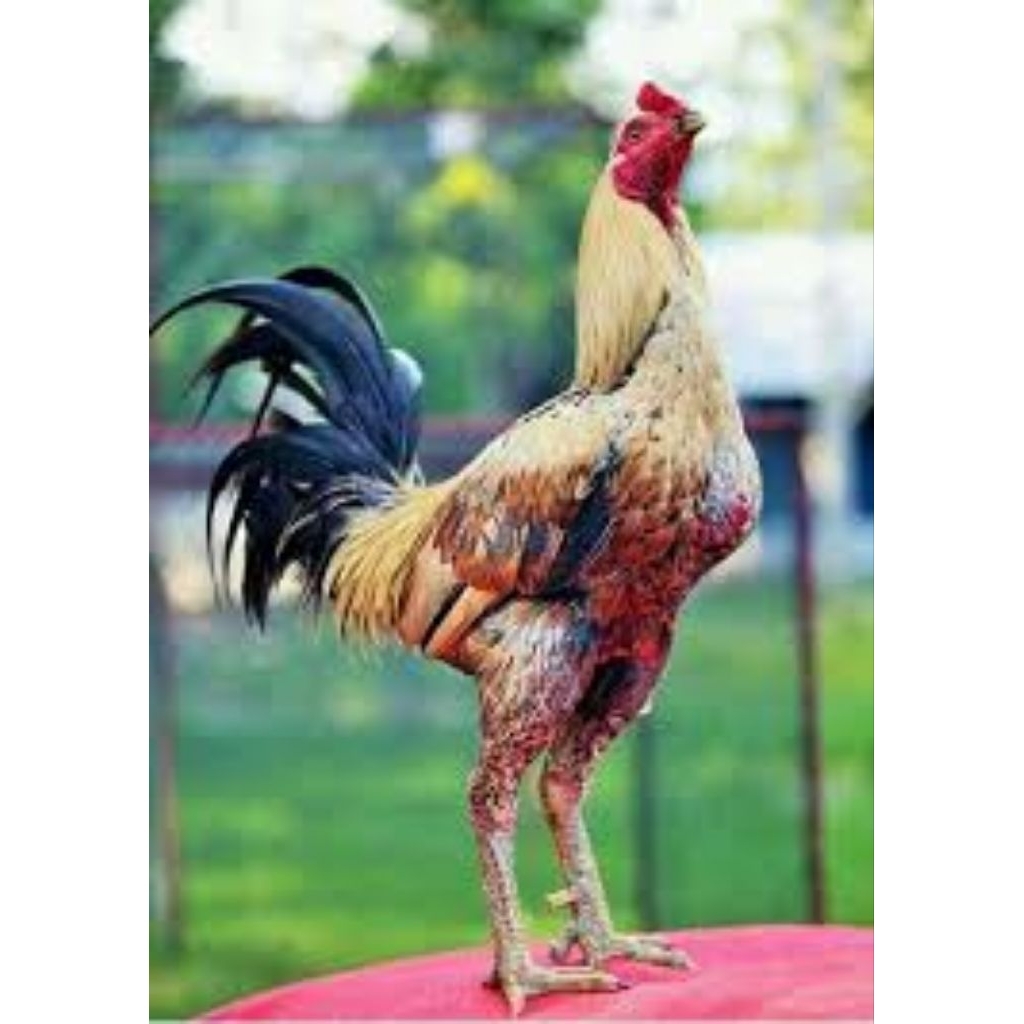 

paket hemat 3 Telur Ayam petarung Pamangon Kuda Lari Fertil Buat ditetaskan