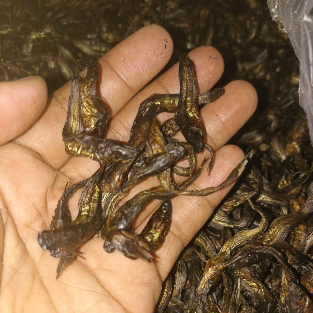 

juaro padi Dari rangau