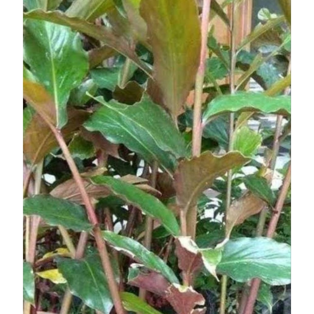 

Daun kecombrang segar berkualitas 500 gram