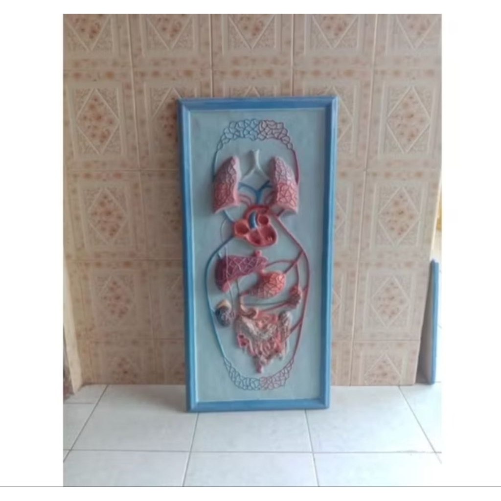 

penampang model peredaran darah