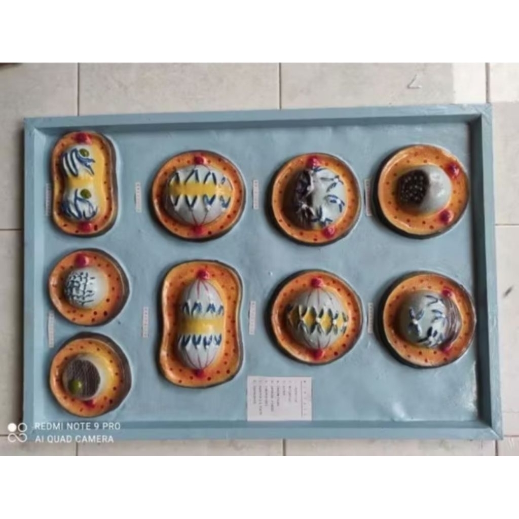 

penampang model mitosis