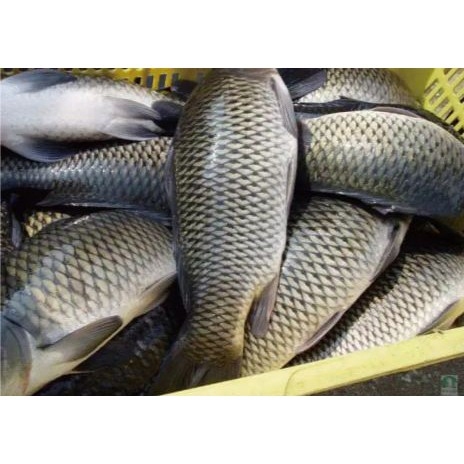 

Ikan Mas Air Tawar 500 gram
