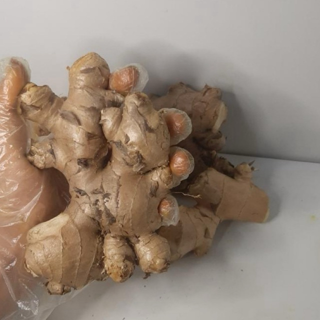 

Jahe Gajah Putih / Jahe Biasa Fresh 1 Kg