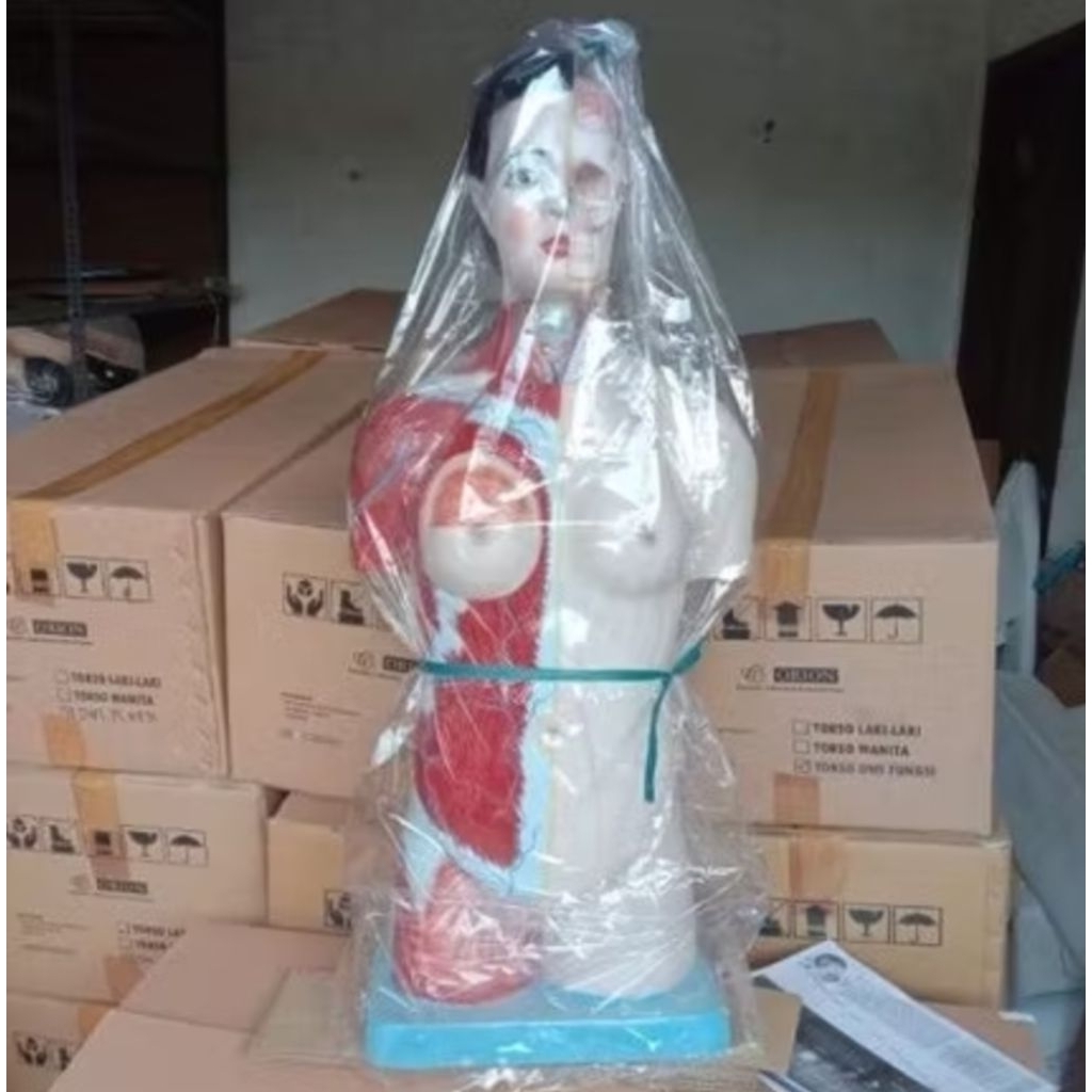 

torso wanita setengah badan 90cm