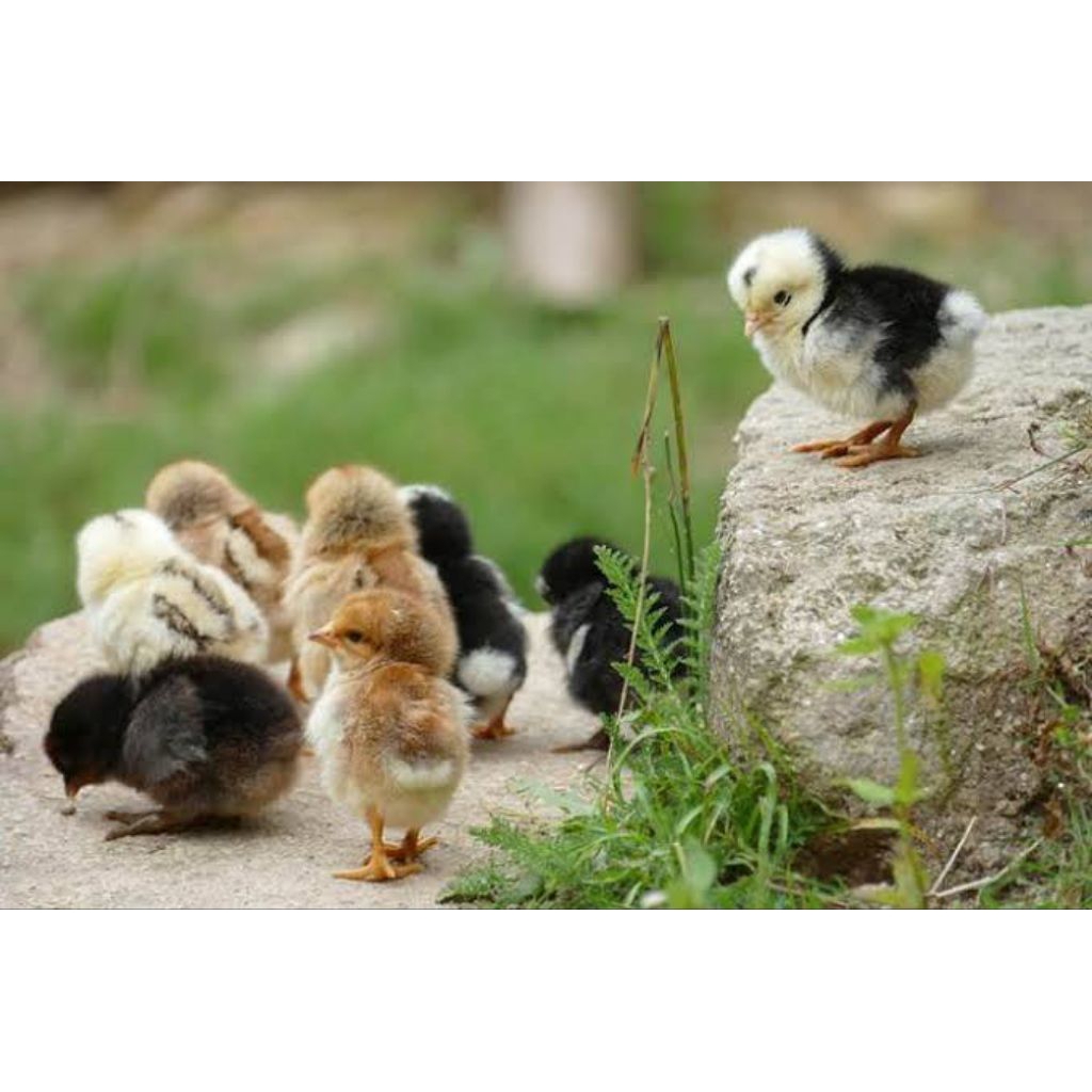 Doc Ayam Birma Myanmar Ori Asli Aduan Di Jamin