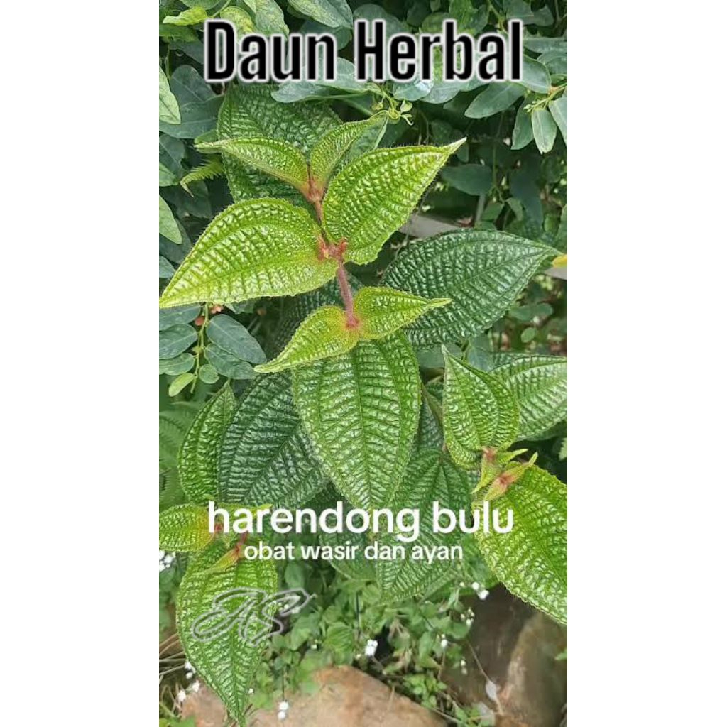 

Daun Haredong bulu tumbuhan herbal banyak manfaat 1 kg
