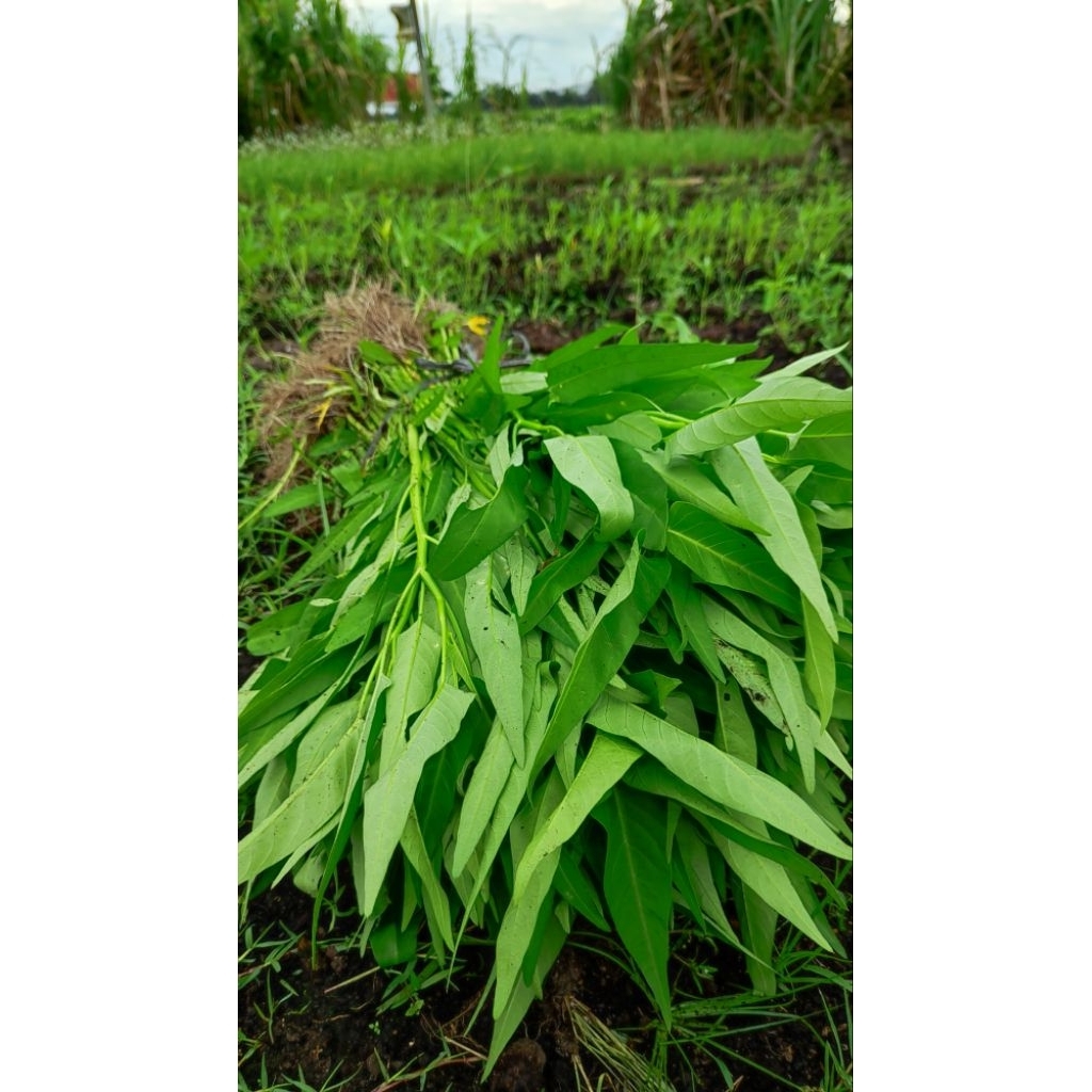 

Kangkung Fresh 500 gr