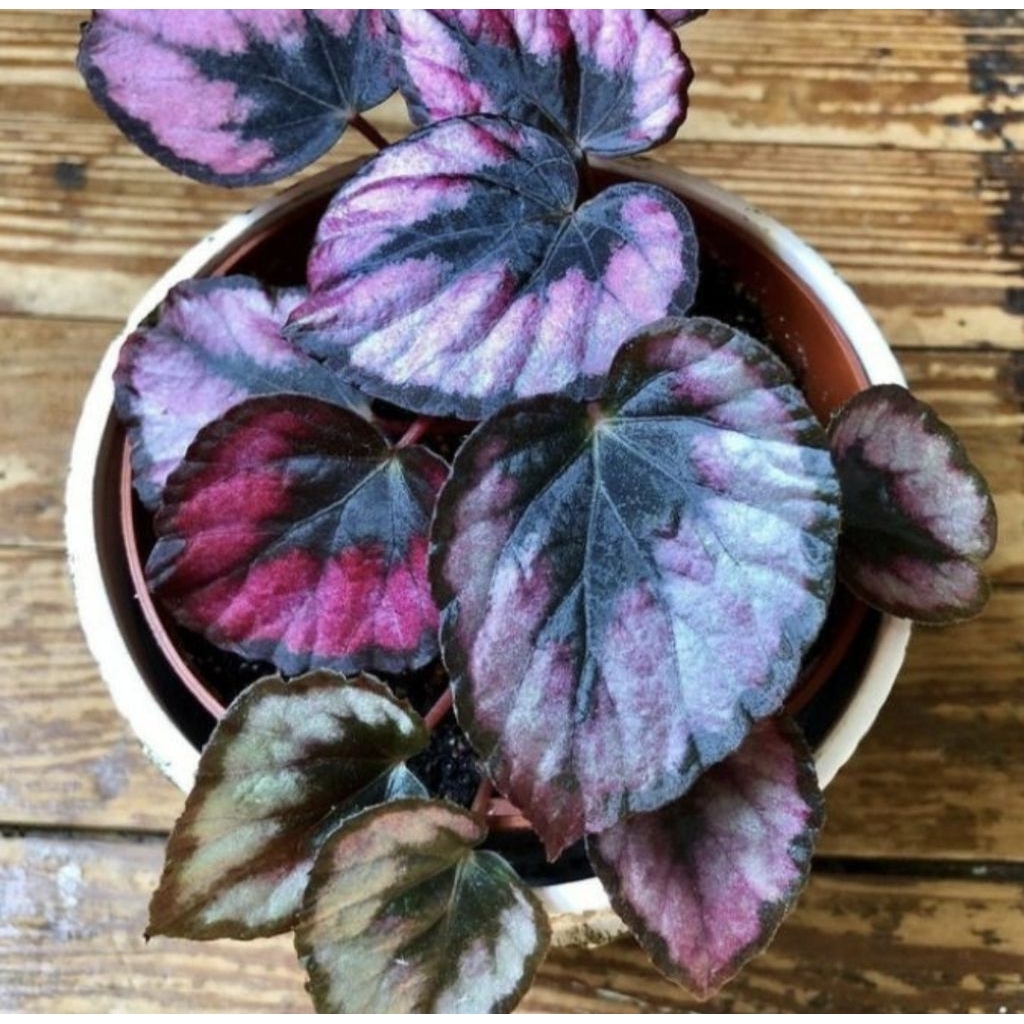 Pohon Begonia Rex Pelangi Indukan Tanaman Hias Indoor Begonia Rex