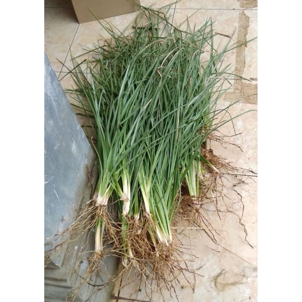 Rumput Vetiver Perbatang Bibit Rumput Vetiver Pencegah Erosi Tanah Penjaga Rawan Longsor Akar Wangi 