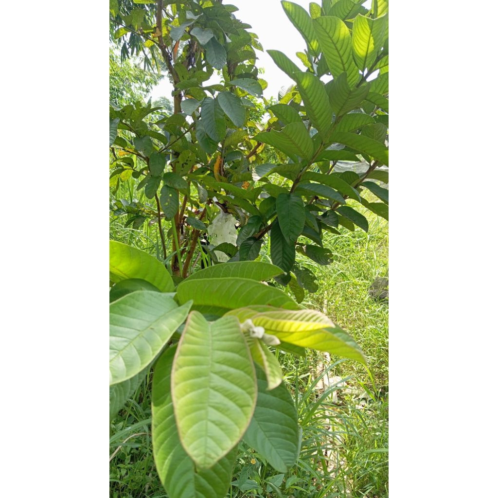 

daun jambu segar 50 lembar