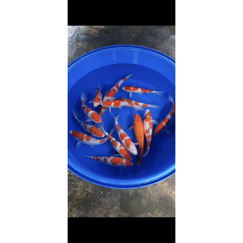 Ikan koi| Anakan ikan koi Asli Blitar 5pcs random