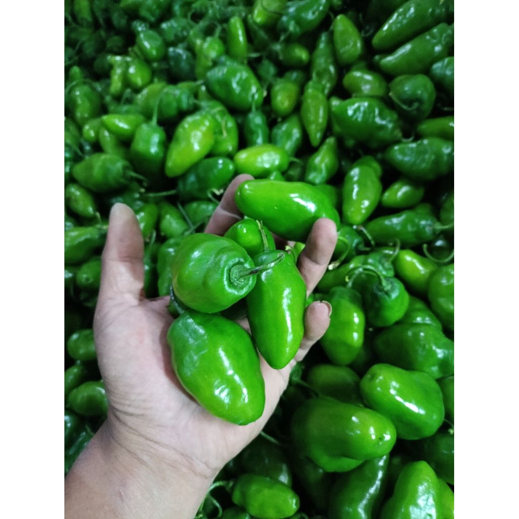 

Cabe gendot gendol atau habanero Pangalengan
