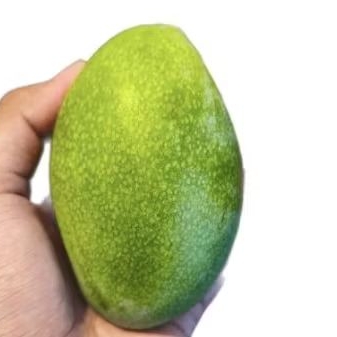 

Buah mangga manalagi super fresh mangga lokal segar 1 kg