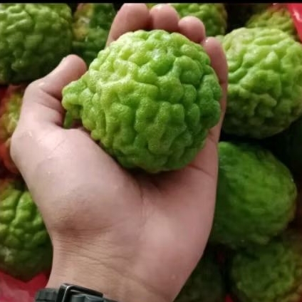 

jeruk purut jantan ukuran sedang 1 buah jeruk purut