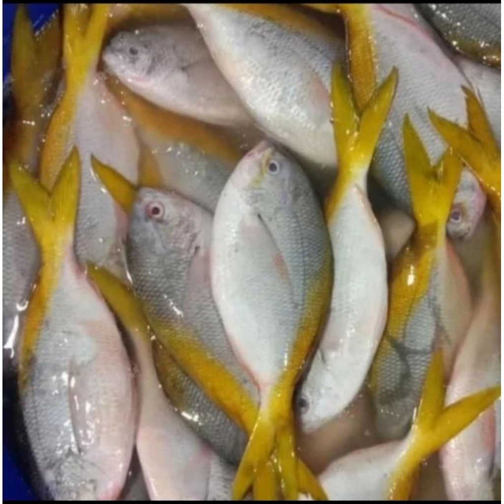 

Ikan ekor kuning | seafood | ikan laut |