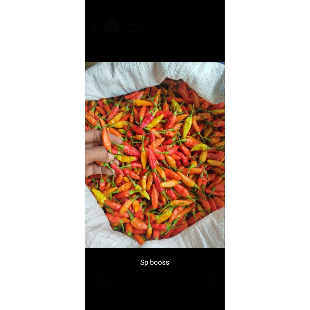 

cabai rawit merah kualitas super