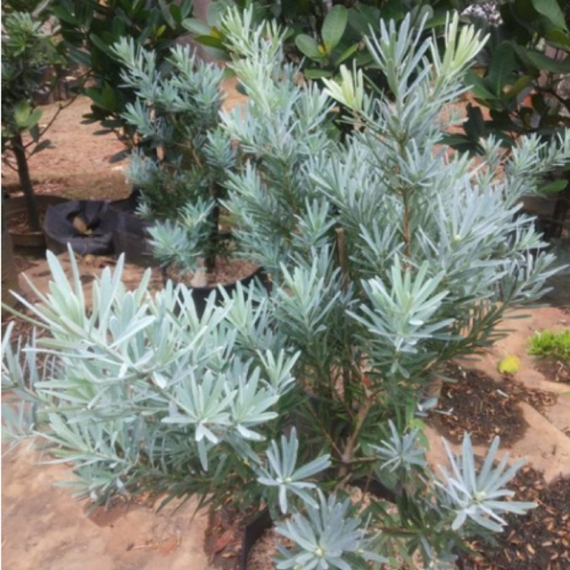 tanaman hias lohansung silver blue ice - lohansung silver blue ice ori