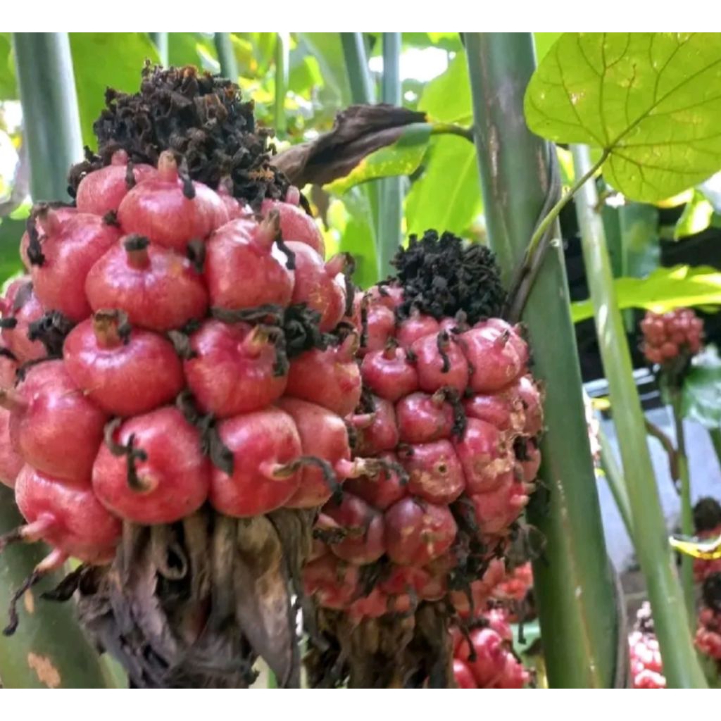 

Ready 500gr buah honje segar/asam patilaka murah