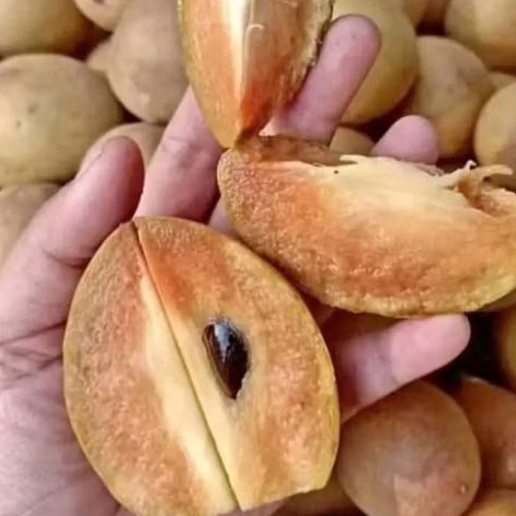 

SAWO MADU MANIS PENGIRIMAN DARI PURBALINGGA