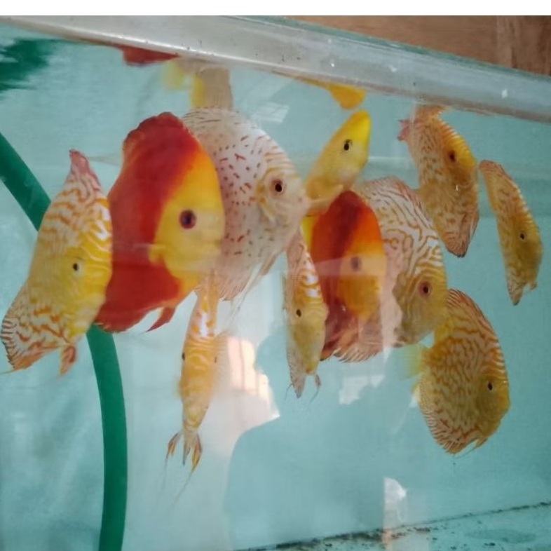 INDUKAN DISCUS 1PAIR/PROVEN