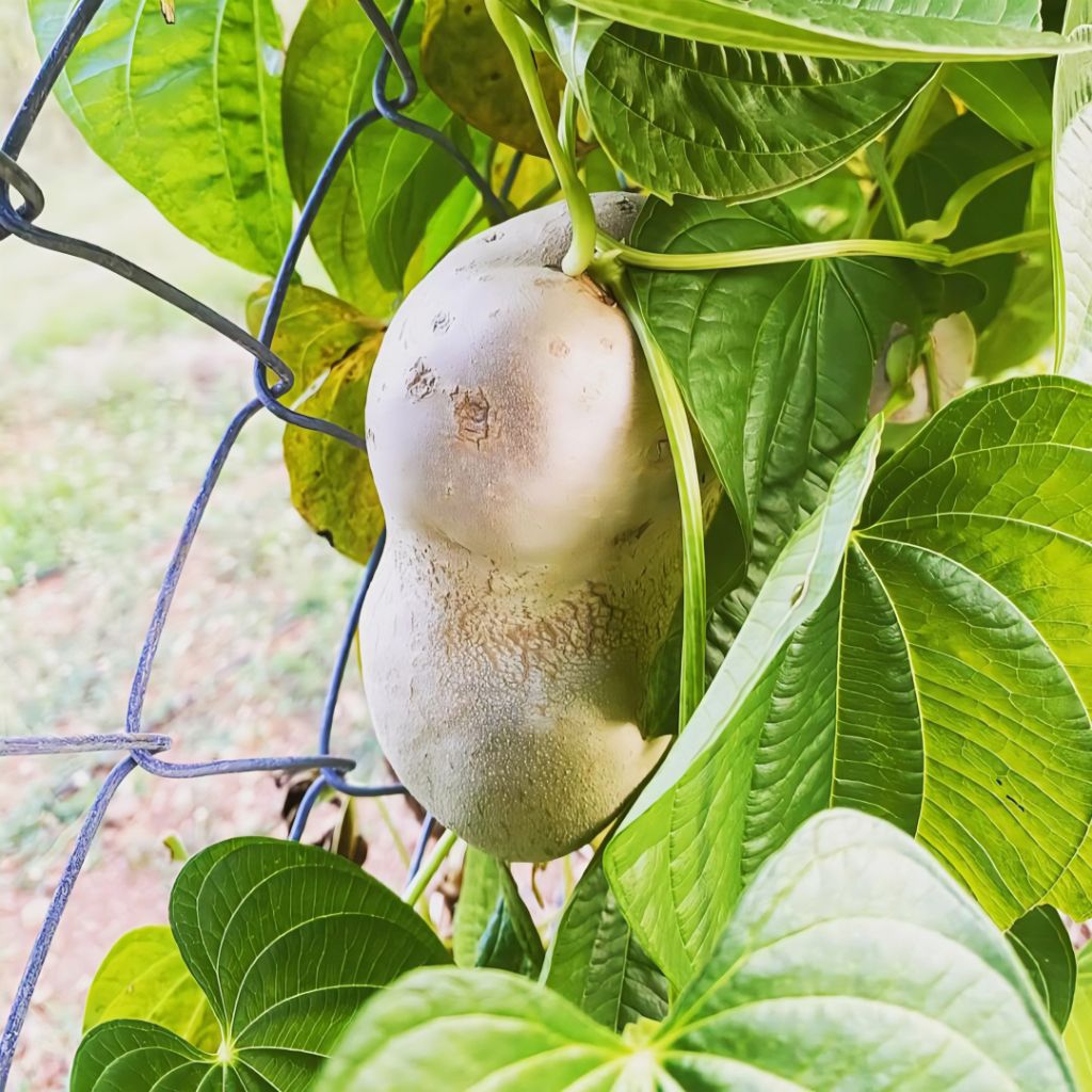 

Buah Kentang Gantung Segar Gambolo Isi 500 Gram