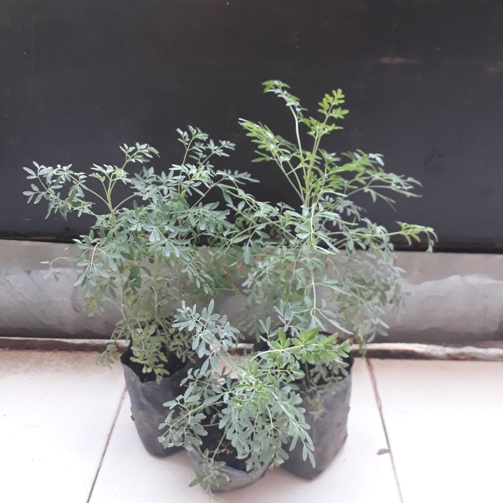 

Bibit Tanaman Chao - Chao / Bibit Tanaman Inggu