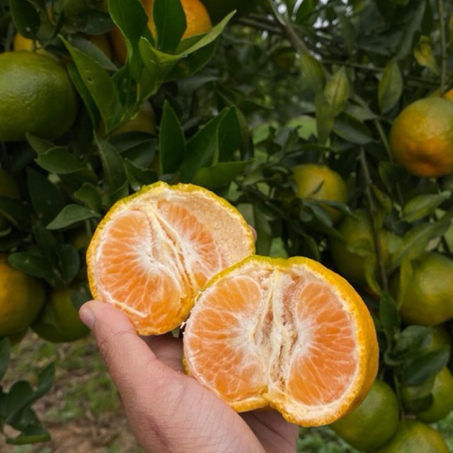 

jeruk keprok batu 55 1kg