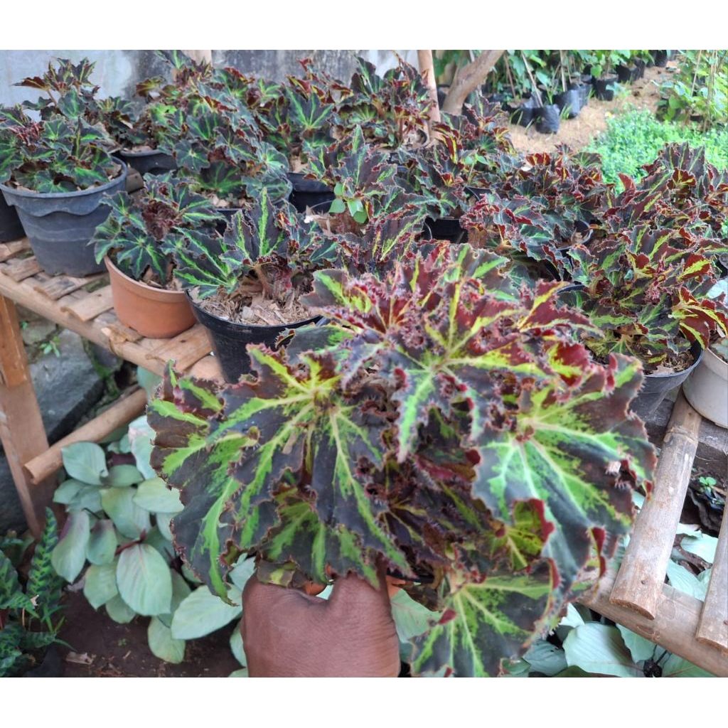 Pohon Begonia Rex Spider Tanaman Hias Indoor Begonia Rex