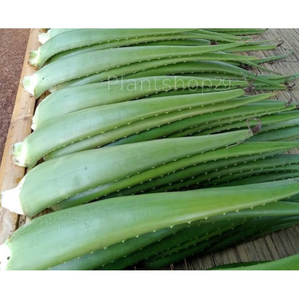 

pelepah lidah buaya jumbo/batang lidah buaya besar