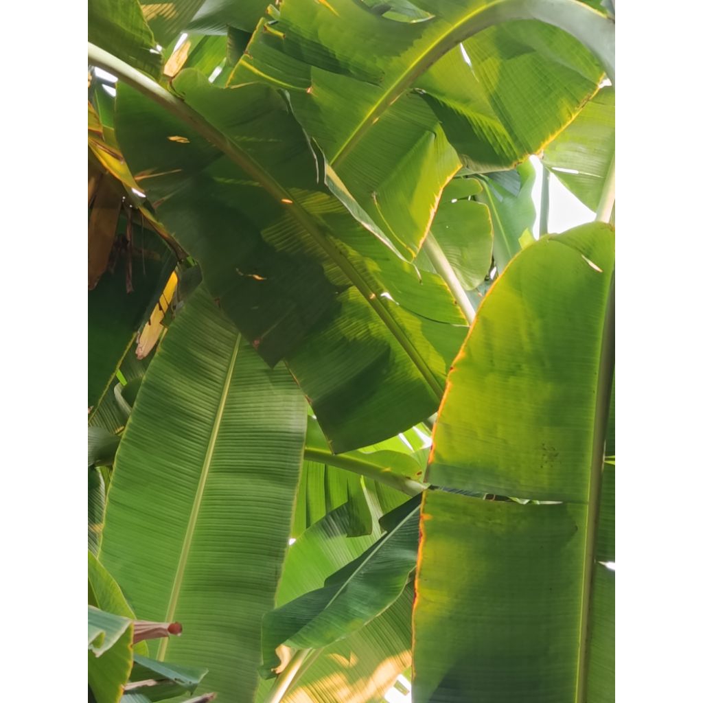 

DAUN PISANG KEPOK SEGAR 250-1000 Gram