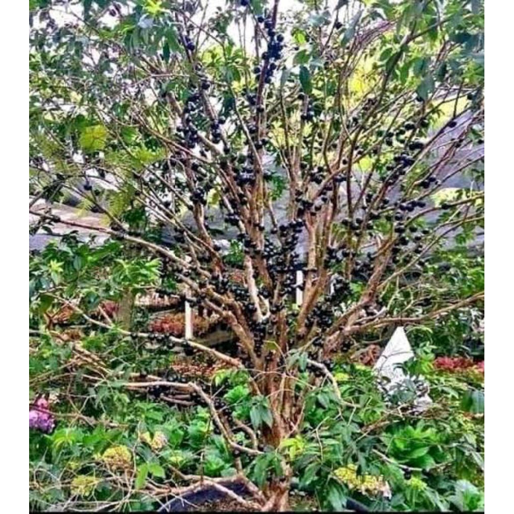 bibit anggur brazil super genjeh 1m batang besar