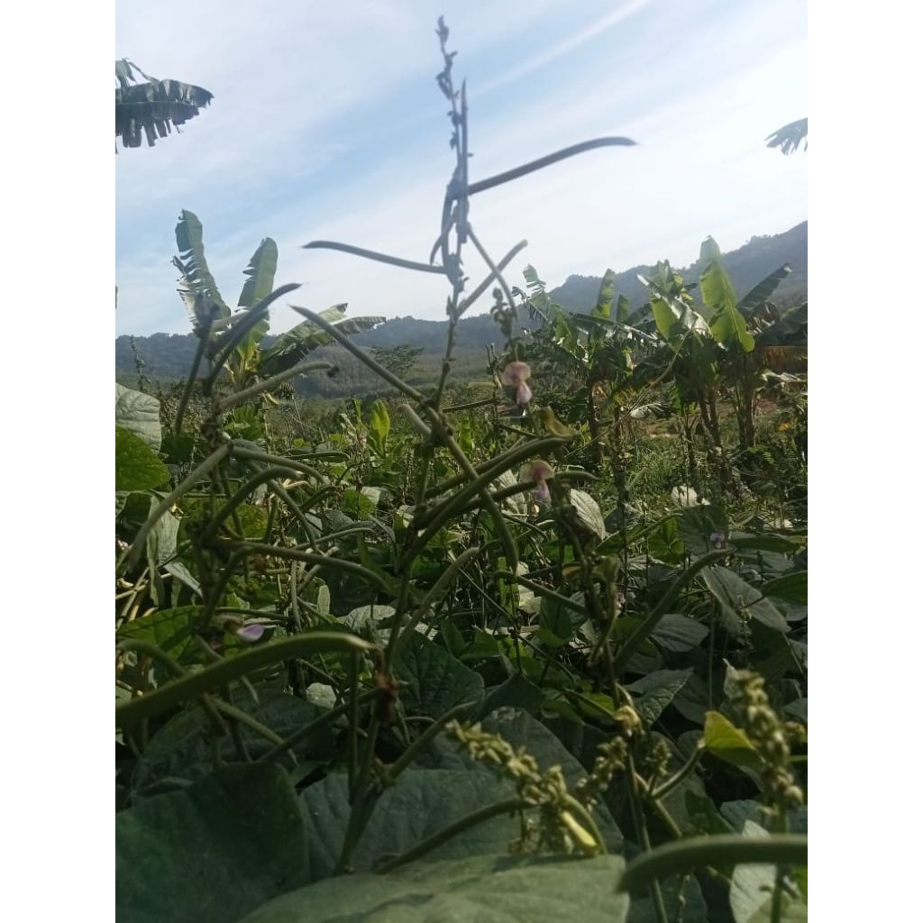 benih bibit PJ (Pueraria Javanika) 100g