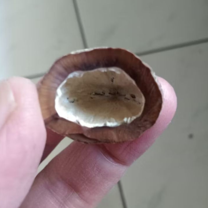 Kemiri Adu Muncang Adu Yanti Si Sambo Anak Denpom Urgen Size Kecil