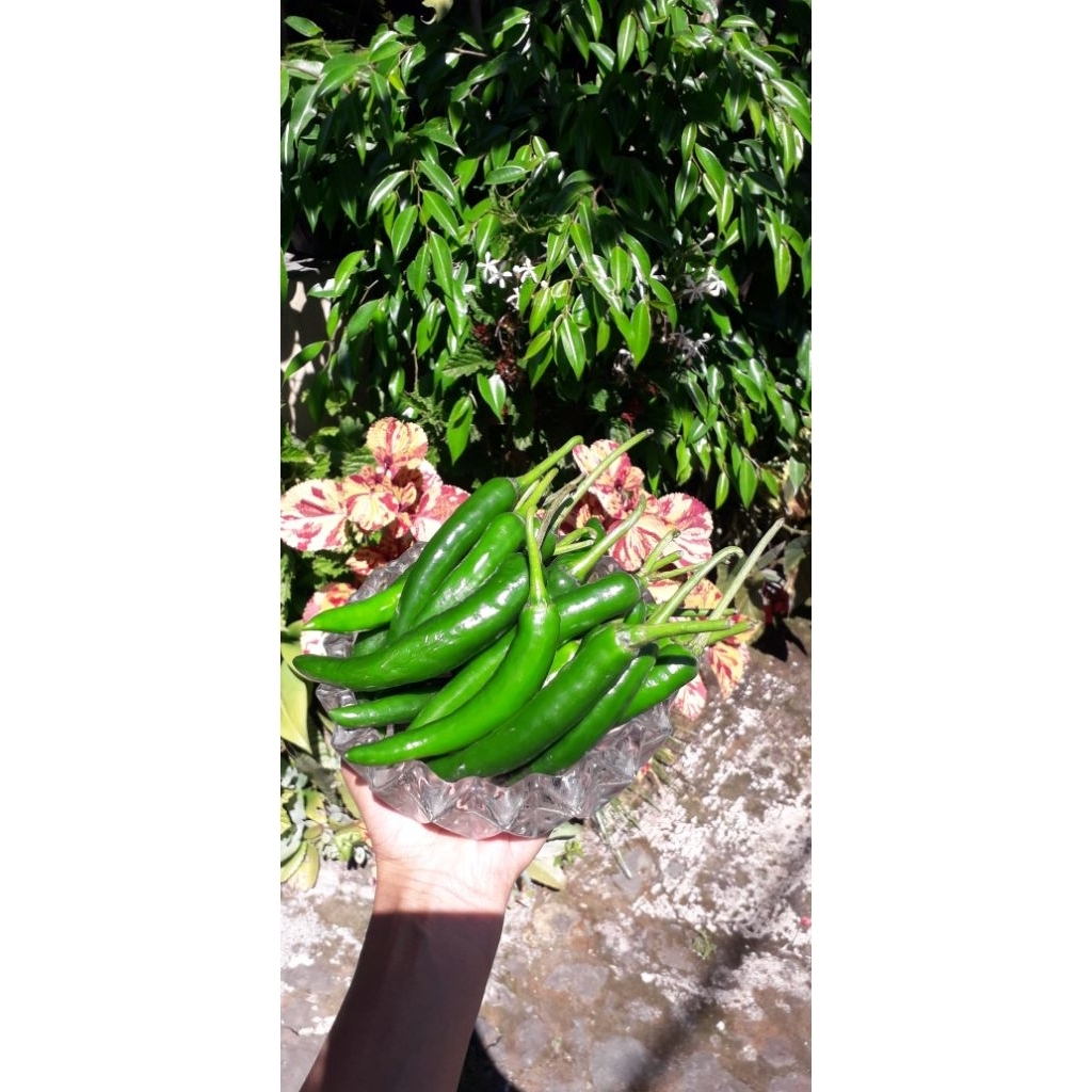 

cabe hijau besar super / cabe teropong / cabe tw hijau