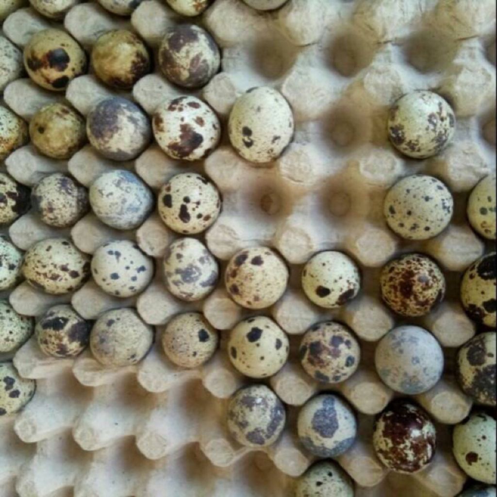 

TELUR PUYUH premium FRESH PER 1kg