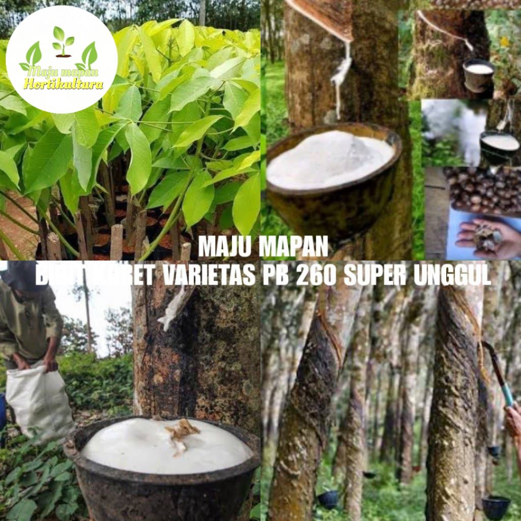 BIBIT KARET VARIETAS PB 260 SUPER UNGGULAN