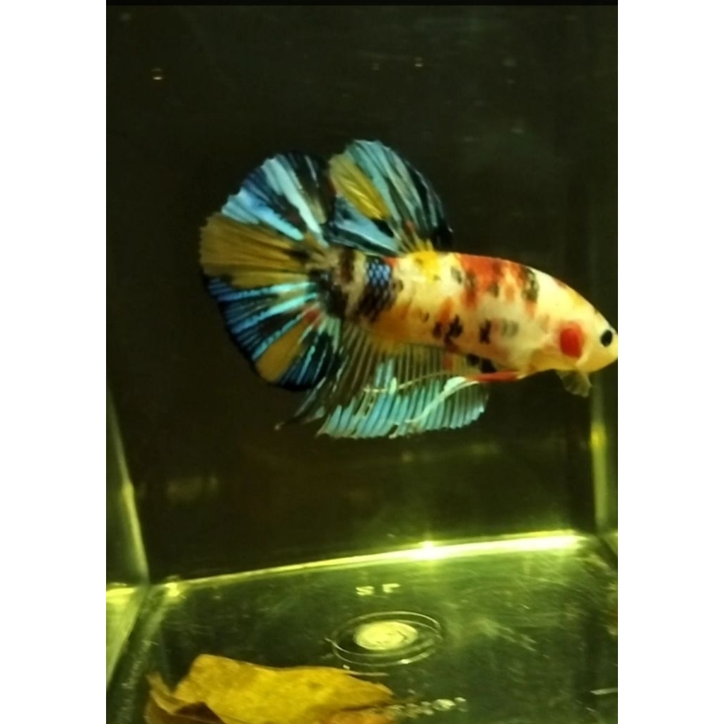 cupang Giant hmpk mulmet BO 4,8 up sesuai foto dan vidio 100% real pict