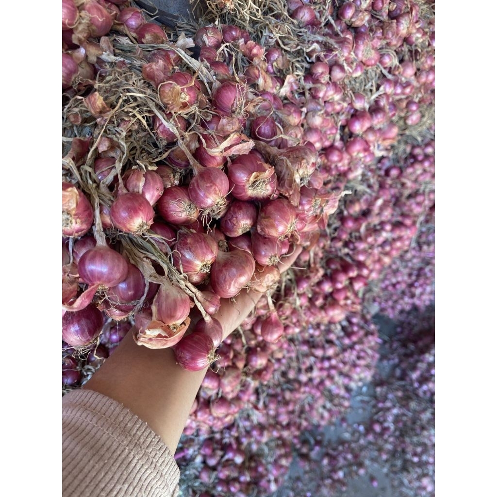 

(500gr) bawang merah bima daunan