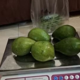 

alpukat lamtim enak legit garansi