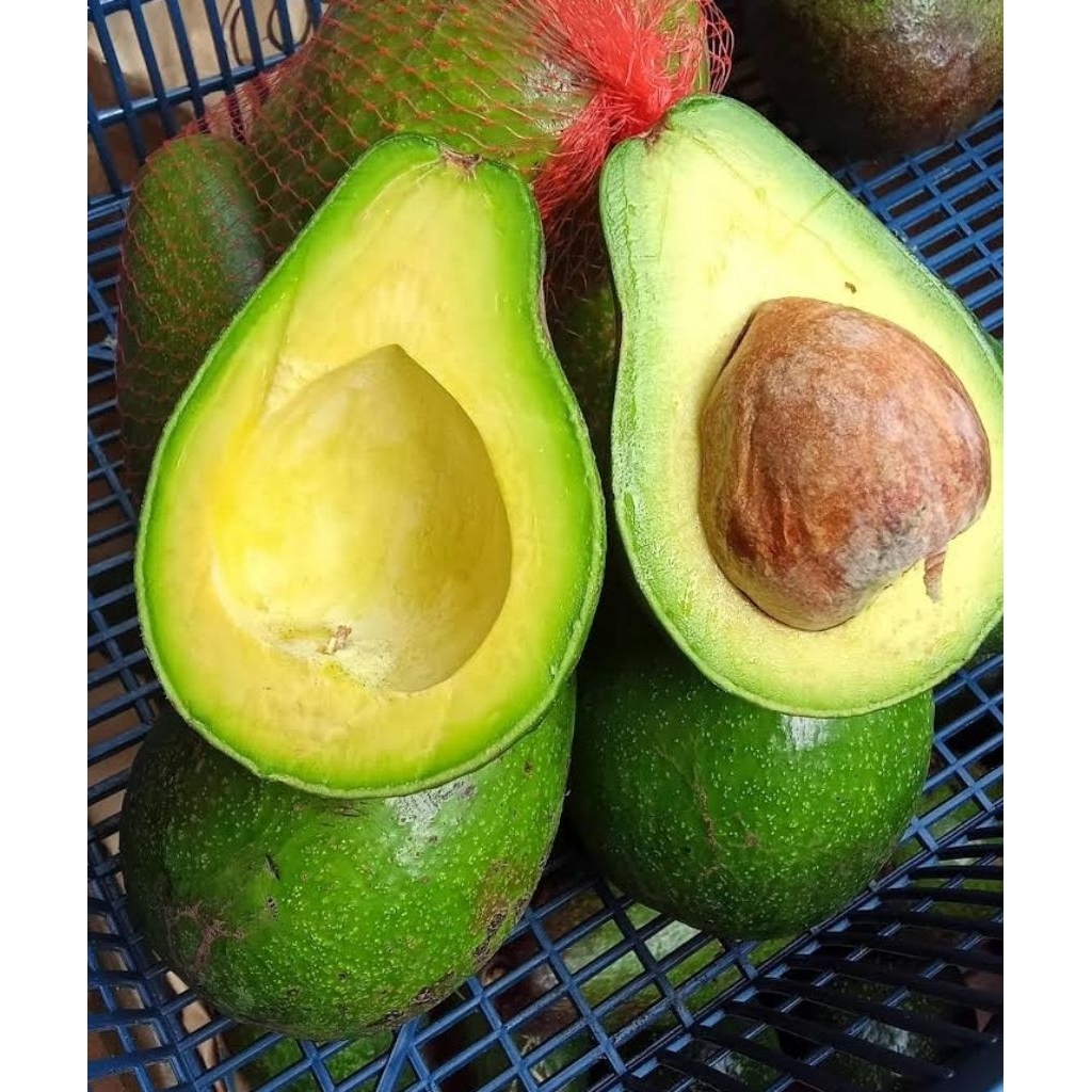 

ALPUKAT MENTEGA KUNINGAN