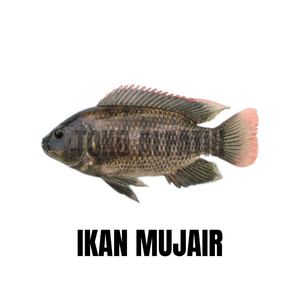 

IKAN MUJAER
