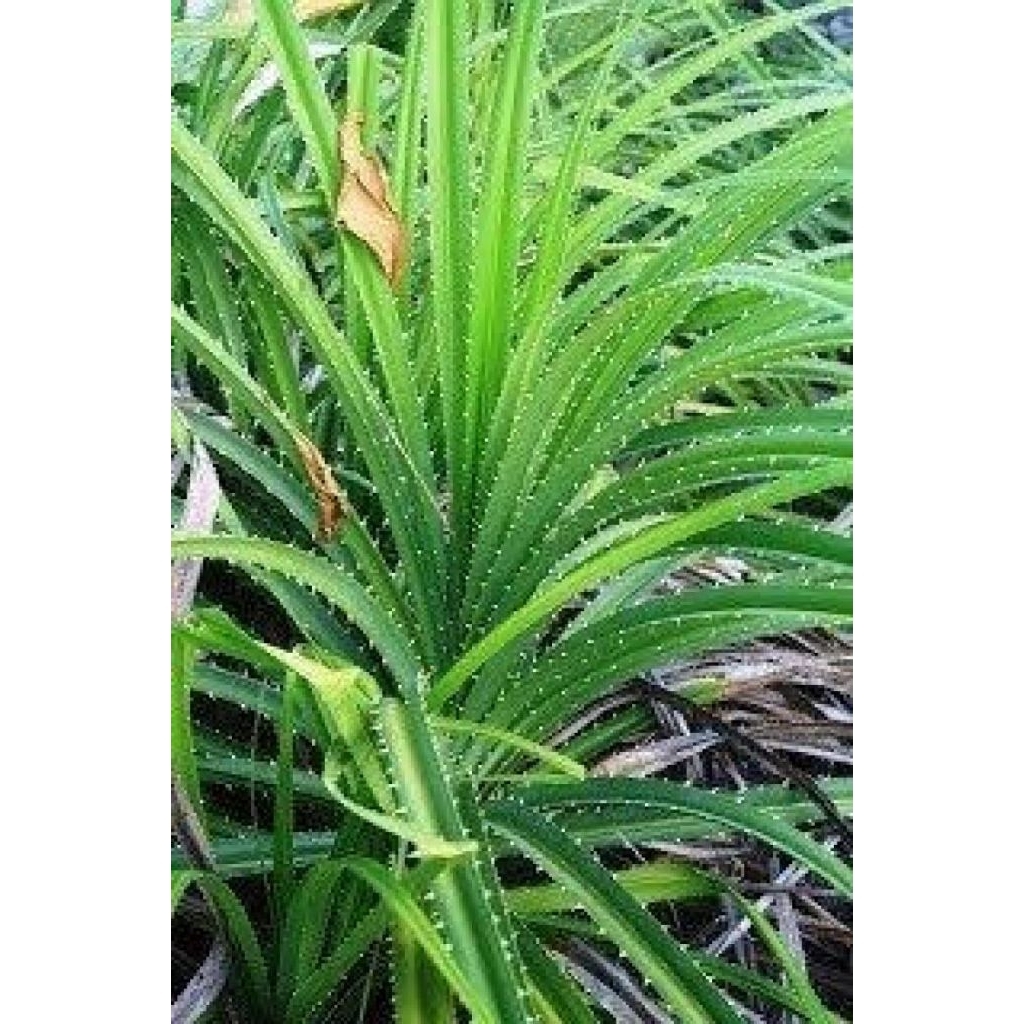 

Daun pandan duri/pcs